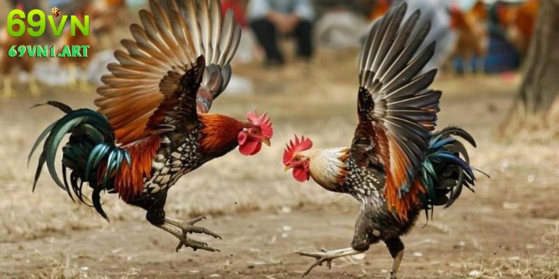 Cách phân định thắng thua trong đá gà Thomo