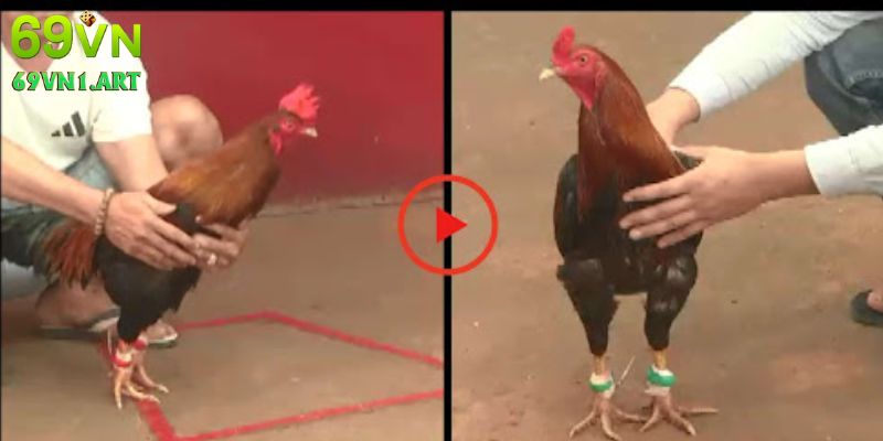 Một số chiến lược đặt cược hay khi chơi đá gà Thomo