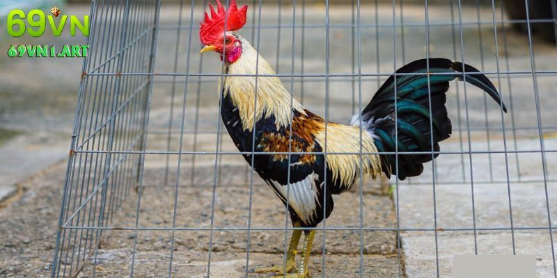 Tại sao bạn nên tham gia đá gà trực tiếp tại nhà cái 69VN?