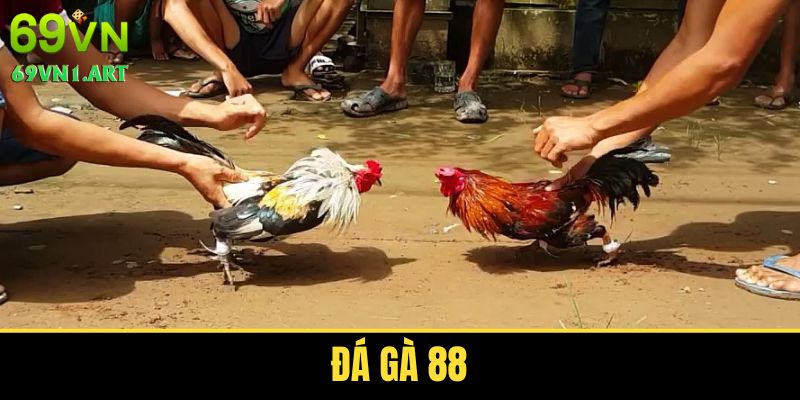Đá Gà 88 - Loại Hình Giải Trí Ăn Khách Thu Hút Nhiều Người