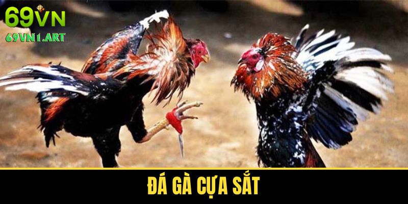 Đá Gà Cựa Sắt - Tất Tần Tật Thông Tin Về Loại Hình Này