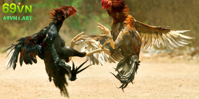 Kinh nghiệm giúp hội viên chọn đúng cửa cược chọi kê