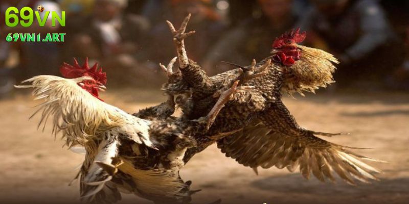 Bí quyết chinh phục đá gà cựa dao online