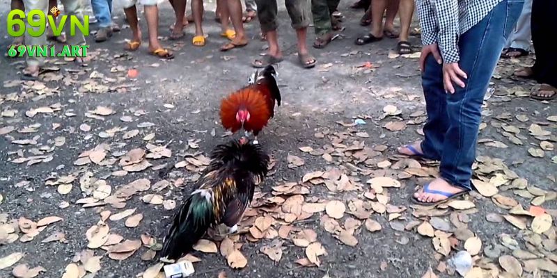 Tại sao nên lựa chọn đá gà 88?